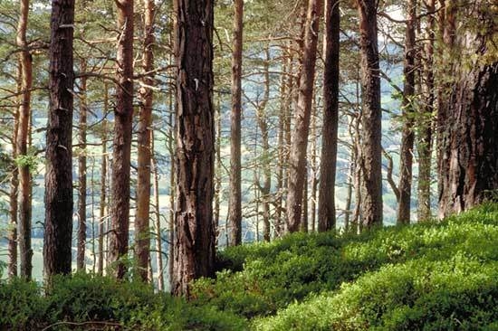 Forêt